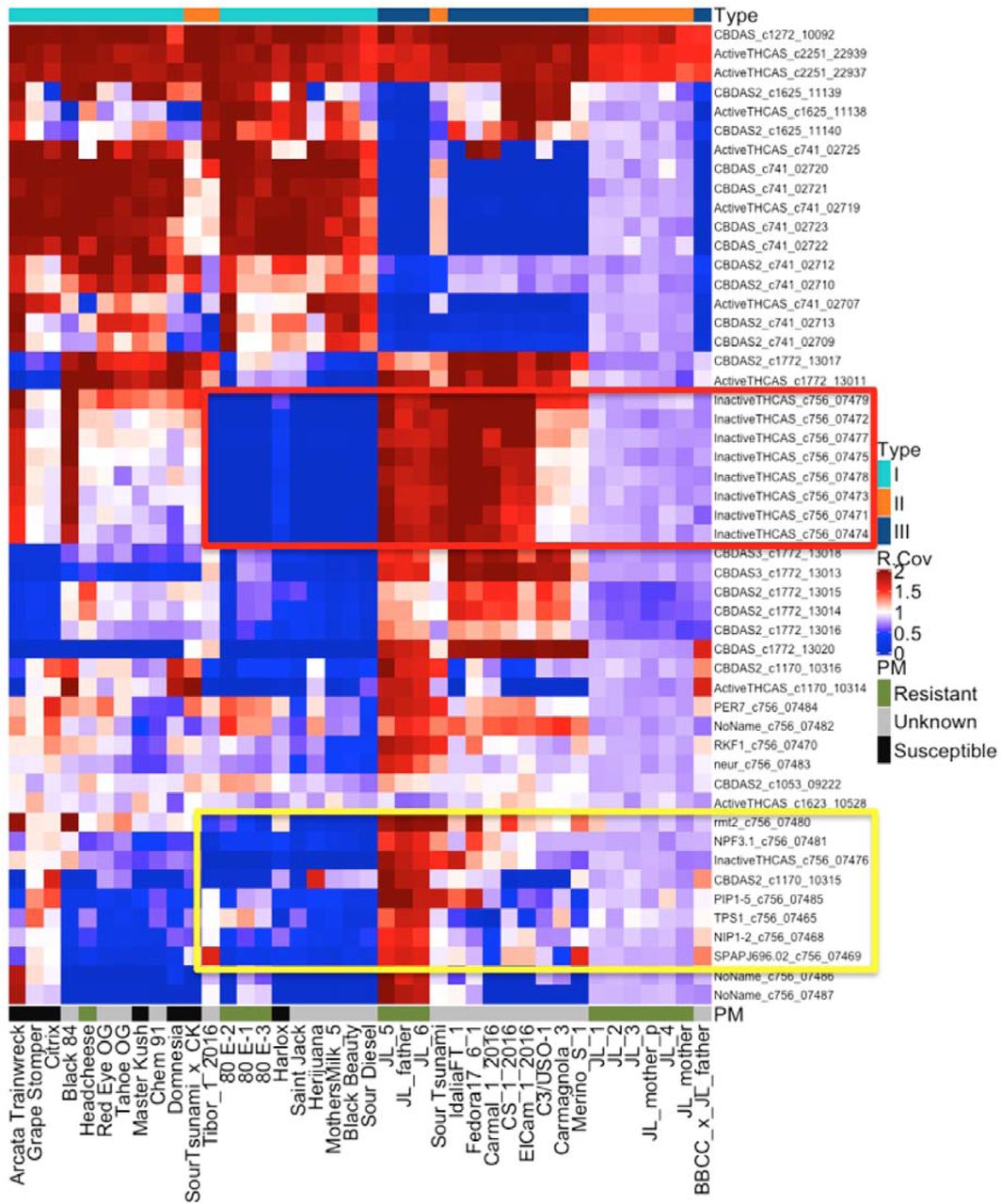 Copy number variation (CNV) heatmap of 40 genomes (x-axis) across 50 genes (39 cannabinoid synthase genes and 11 other genes including pathogen response genes) (y-axis). Note that many Type I plants lack a CBCAS or “Inactive THCAS” gene cluster (red box). Some Type I plants do exist with a CBCAS contig (Black 84 and Arcata Trainwreck) and most of the type III plants also have this contig (single exception is BBCC X JL father). Type II plants are usually heterozygous for this region. This large CBCAS deletion often contains pathogen response genes on contig 756 (yellow box) and segregates Type I plants via PCA analysis.
