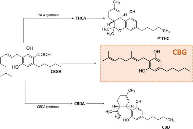 Scheme of the synthesis of the most popular phytocannabinoids. Abbreviations: CBD, cannabidiol; CBDA, cannabidiolic acid; CBG, cannabigerol; CBGA, cannabigerolic acid; Δ9-THC, Δ9-tetrahydrocannabinol; THCA, tetrahydrocannabidiolic acid.