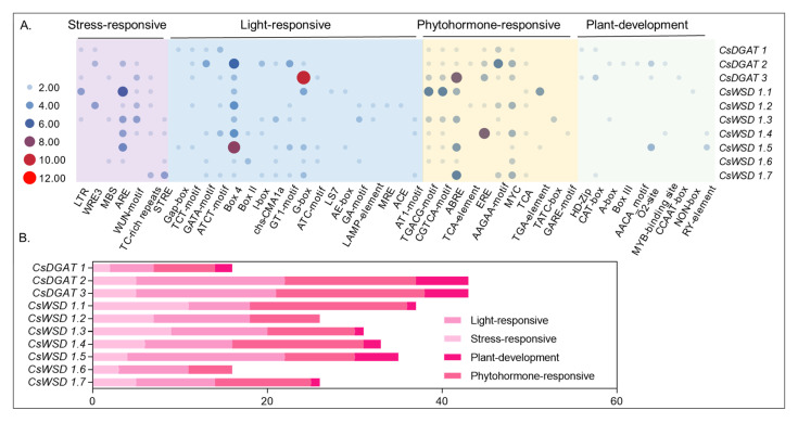 The schematic model of Cis-acting elements distribution pattern in 10 CsDGATs gene promoter regions. (A) These cis-acting elements were classified into four groups: stress-responsive, light-responsive, phytohormone-responsive, and plant-responsive, as shown in the heatmap. (B) The total count of these four categories is displayed in the bar plot.