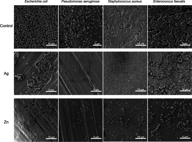 SEM images of the titanium alloys without coating (CTR), and with Ag and Zn coatings after 48 h incubation with bacterial cultures of E. coli, P. aeruginosa, S. aureus, and E. faecalis