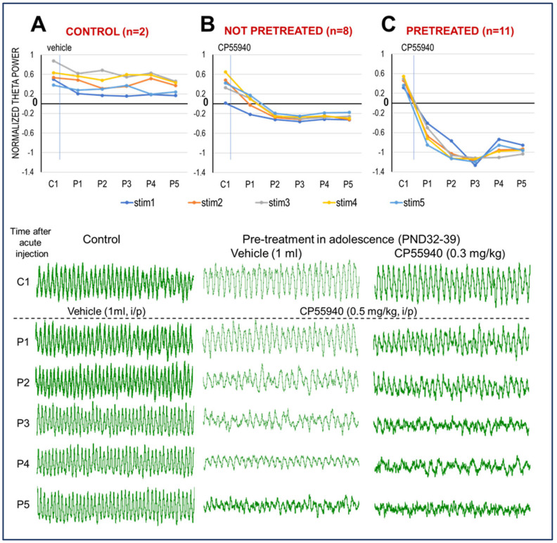 CB1R activation decreases HPC oscillation in adult, urethane-anesthetized rats. (A). Stable, stimulus intensity-dependent (stim1…stim5) theta oscillations lasting for hours before (C1) and after vehicle injection (P1…P5). (B). Effect of CB1R activation (0.5 mg/kg CP-55940 i/p injection in this example) in adult rats with no prior CB exposure. Note reduction in theta power (group averages—top panel) and frequency (in the example—bottom panel) starting in P1 and more drastic from P2 to P3. (C). Effect of CB1R activation (0.5 mg/kg CP-55940) in adult rats injected with the same drug in adolescence (top: PND 32–39 or 42–48 combined; bottom: sample treated in early adolescence). Note more severe reaction with no sign of theta rhythm in P3–P5. Theta power was normalized, setting the lowest and highest theta power, in each individual experiment, as 0 and 1, respectively. Top panels: group averages of theta power; bottom: examples of 10 s recordings during brainstem stimulation, in one experiment from each group.