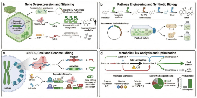 Metabolic engineering strategies in medicinal plants used in current practices. This figure illustrates four common approaches in plant biotechnology and metabolic engineering to optimize the yield of bioactive compounds: (a) Gene Overexpression and Silencing: Utilization of Agrobacterium-mediated transformation, CRISPR-Cas9 for activation, and RNAi for silencing to redirect metabolic pathways toward desired products (e.g., flavonoids and alkaloids). (b) Pathway Engineering and Synthetic Biology: Reconstruction of complex biosynthetic pathways (like the Taxol pathway) into heterologous hosts such as E. coli or S. cerevisiae using recombinant DNA technology. (c) CRISPR/Cas9 and Genome Editing: Targeted genomic modifications, including gene knockouts and transcriptional activation, regulated by environmental stressors or nutrient availability to enhance metabolite synthesis. (d) Metabolic Flux Analysis and Optimization: Identification of rate-limiting steps and optimization of energy/carbon partitioning to maximize product yield while minimizing side products. Elements are represented schematically for conceptual illustration rather than detailed molecular or biochemical mechanisms. BAAT: Baccatin III:benzyl-CoA benzyltransferase; 10-DAB: 10-deacetylbaccatin III (a key intermediate in Taxol biosynthesis); N C P: Nitrogen (N), Carbon (C), and Phosphorus (P) (essential nutrients for metabolic optimization).