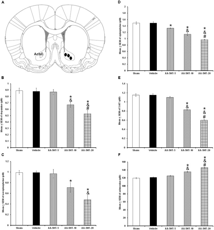 Effects of administration of AA-5-HT (5, 10, or 20 mg/Kg; i.p.) during the lights-off period on the extracellular levels of dopamine (DA), norepinephrine (NE), epinephrine (EP), serotonin (5-HT), and adenosine (AD). Schematic representation of position of the microdialysis probe into AcbC (A- Black dots represent the tip of microdialysis probe). AA-5-HT decreased the contents of DA, NE, EP, and 5-HT whereas AD levels were enhanced (B–F, respectively. Mean ± SEM ∗ vs. Sham/Vehicle, P < 0.05; & vs. AA-5-HT-5, P < 0.05; # vs. AA-5-HT-10, P < 0.05). Abbreviations: AA-5-HT-5 mg/Kg (AA-5-HT-5), AA-5-HT-10 mg/Kg (AA-5-HT-10), AA-5-HT-20 mg/Kg (AA-5-HT-20). Drawing taken from Paxinos and Watson Rat Brain Atlas (2005).