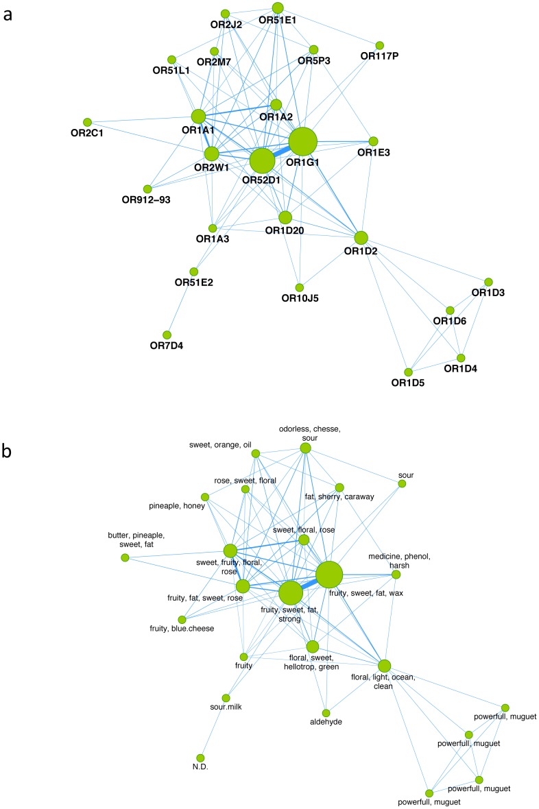 View and mapping of the odor in the OR-OR association.(a) View of the human odorome. Nodes and edges represent the human ORs and the connections between the ORs, respectively. The node size corresponds to the number of odorant molecules known to bind to a particular OR. A weighted score, represented by the width of the edges, was assigned to each OR-OR association. It represents the strength of the link between two ORs as defined by the number of shared compounds for both ORs. (b) Mapping of odor descriptions on the human odorome using the association score (AS). Odor(s) tendency for ORs were integrated into the human odorome map. (N.D. = non-determined odor for OR7D4).