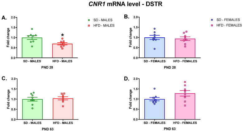 Changes in the Cnr1 mRNA level in the DSTR of adolescent (A) male and (B) female offspring or young adult (C) male and (D) female offspring whose mothers were fed on an SD or HFD during pregnancy and lactation. DSTR—dorsal striatum; HFD—high-fat diet; PND—postnatal day; SD—standard diet. Data are presented as the mean ± SEM with individual value plots. N = 8 rats/group. * p < 0.05 vs. SD.
