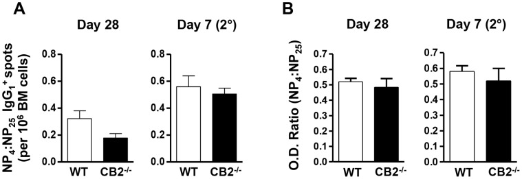 CB2-deficiency does not affect affinity maturation.WT (open bars) and CB2−/− (closed bars) mice were immunized with 30 µg NP-CGG in alum (i.p.) and rechallenged with 30 µg of NP-CGG in PBS (i.p.) on day 42 post-primary immunization. BM and serum were collected on day 28 after the primary and day seven after the secondary immunization for the analysis of affinity maturation. (A) Frequencies of high affinity (NP4-specific) and total (NP25-specific) antigen-specific IgG1-secreting plasma cells per 106 BM cells were determined by ELISPOT. Affinity maturation calculated as a ratio of high affinity to total antigen-specific IgG1-secreting cells (NP4:NP25) is shown. (B) The titers of high affinity (NP4-specific) and total (NP25-specific) antigen-specific IgG1 were determined from two-fold serially diluted serum (1/20000 to 1/160000) by ELISA and the O.D. values at the 1/40000 dilution were used to calculate affinity maturation. Affinity maturation calculated as an O.D. ratio of high affinity to total antigen-specific IgG1 (NP4:NP25) is shown. Data shown are the mean ± SEM from two independent experiments each with 2–4 mice per group (n = 6–7).