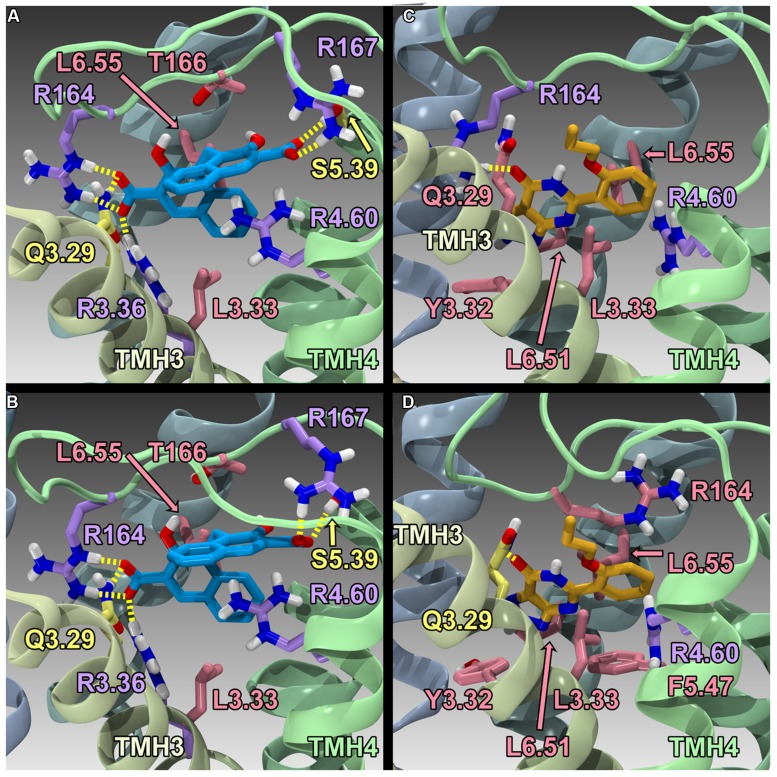 Homology models of pamoic acid and zaprinast docked at WT and R6.58(240)A. The view is from the lipid bilayer, toward TMH3-4; pamoic acid is shown in blue; zaprinast is shown in orange; residues that form a salt bridge/π interactions are shown in lavender; residues that form hydrogen bonds are shown in yellow; residues that form van der Waals interactions are shown in pink. (A) Pamoic acid docked in the human WT GPR35/CXCR8 model; (B) Pamoic acid docked in the human R6.58(240)A GPR35/CXCR8 model; (C) Zaprinast docked in the human WT GPR35/CXCR8 model; (D) Zaprinast docked in the human R6.58(240)A GPR35/CXCR8 model.