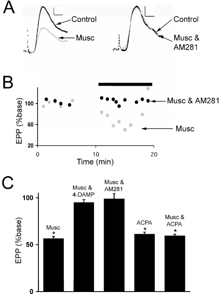 M3-mediated synaptic inhibition requires activation of CB1 receptors. (A) Representative end-plate potentials (EPPs) recorded before and after the application of muscarine (Musc). N-(piperidin-1-yl)-5-(4-iodophenyl)-1-(2,4-dichlorophenyl)-4-methyl-1H-pyrazole-3-carboxamide (AM 281) (5 µm) was present along with muscarine (5 µm) while recording the EPP traces shown on the right. Resting membrane potentials were approximately −90 mV. Calibration bars, 0.5 mV, 2 ms. (B) Time course of EPP amplitudes from two representative experiments plotted relative to the initial baseline amplitudes. The application of either 5 µm muscarine alone (grey) or along with 5 µm AM 281 (black) is indicated by the horizontal bar. Each data point represents the mean amplitude of eight sweeps. (C) Mean EPP amplitude (presented as percent of baseline) after 2–10-min applications of muscarine (5 µm) or arachidonylcyclopropylamide (ACPA) (10 µm). Muscarine was applied either alone (n = 4), with the M3 antagonist 4-diphenylacetoxy-N-methylpiperidine methiodide (4-DAMP) (10 µm, n = 4) or with the CB1 receptor antagonist AM 281 (5 µm, n = 4). ACPA was applied alone (n = 11) or with muscarine (5 µm, n = 4). *The mean EPP amplitude is significantly different from control (P < 0.05; Student's t-test). Error bars represent SEM.