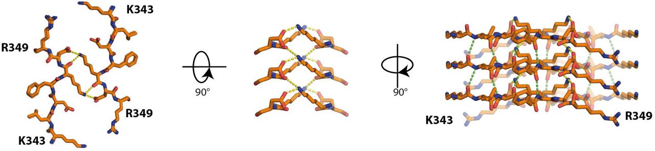 Protofilament interface in CBD Type II tau filaments.Packing between residues 343KLDFKDR349 of the two protofilaments. Inter-protofilament hydrogen bonds are shown in yellow. Intra-protofilament hydrogen bonds are shown in green.