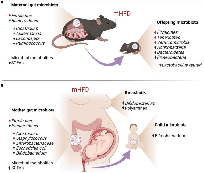 Maternal HFD-induced gut and breastmilk dysbiosis and its impact on offspring gut microbiota in mouse models (A) and human individuals (B).