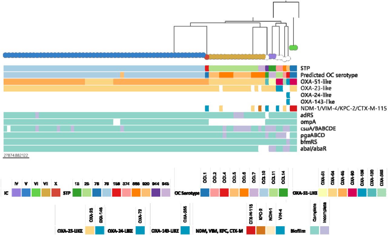 Phylogenetic relationship of the 83 isolates is represented on the top colored by International Clones. Metadata in blocks on the bottom represent in order: Pasteur ST, predicted OC serotype, carbapenemases and biofilm genes. https://microreact.org/project/cBr2FH4Mjge16gp7GopS64-acineto.