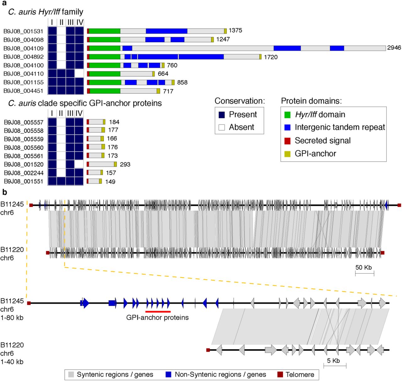 Differences in the repertoire GPI-anchor proteins in Candida auris.(a) Conserved domains in two clusters of GPI-anchor found in C. auris B8441. (top) Hyr/Iff GPI-anchor family and (bottom) C. auris clade-specific GPI-anchor protein. Conservation across C. auris strains representing Clades I, II, III and IV is color-coded indicating whether the gene is present (dark blue) or absent (white). (b) Chromosome wide synteny between B11245 (Clade IV) and B11220 (Clade II). Chromosome 6 includes telomeres at both ends in both strains (dark red square). Shared synteny regions based on genome alignment (blastn) are depicted in gray vertical blocks connecting the chromosome regions. Depicted genes in blue and light gray arrows showing the direction of transcription are color-coded according to the location in conserved (gray) or non-conserved (blue) regions. The top comparison corresponds to the entire chromosome 6, and the bottom comparison corresponds to a zoom in of the subtelomeric region depleted in Clade II (B11220), which encompasses auris-clade specific adhesins in tandem (red line).