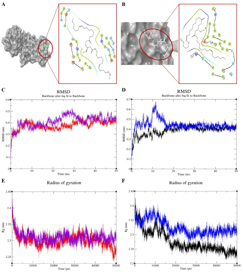 Molecular docking analysis (A,B), root mean square deviations (RMSD) (C,D), and radius of gyrations (E,F) for C2-target [cannabinoid receptor 1 (CB1) and fatty acid amide hydrolase (FAAH1)] complex [color coding: purple—CB1; red—CB1 with C2; blue—FAAH1; black—FAAH1 with C2].