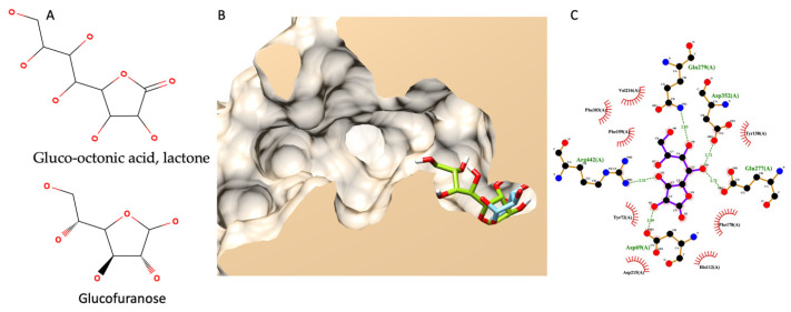 Molecular docking of gluco-octonic acid lactone. (A) shows the chemical structure of gluco-octonic acid at the top and glucofuranose at the bottom. (B) demonstrates a 3D lateral cross-section of the glucosidase catalytic site (PDB ID: 3a4a) with native glucose (light blue) and selected gluco-octonic acid docking poses (green). (C) represents a 2D intermolecular diagram of gluco-octonic acid and amino acid residues in the catalytic domain of glucosidase.