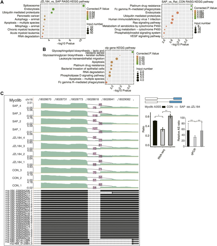 Function analysis of MAGL inhibitor regulated alternative genes in intestinal tissue of rats with SAP. (A) Bubble plot showing enriched KEGG analysis plots of RASE. The differential ASEs were mainly enriched in platinum resistance, FC-γR-mediated phagocytosis, endocytosis, ubiquitin-mediated proteolysis, human immunodeficiency virus 1 infection, Ras signaling pathway, cytochrome P450 metabolism of exogenous drugs, drug metabolism cytochrome P450, phosphatidylinositol signaling system, and the VEGF signaling pathway between the SAP and control groups; AS genes were mainly enriched in splicing, endocytosis, ubiquitin-mediated proteolysis, pancreatic cancer, animal autophagy, apoptosis of many species, animal mitochondrial autophagy, chronic myelogenous leukemia, acute myeloid leukemia, RNA degradation, and other functional pathways between the JZL184 and SAP groups; (B) Bubble plot showing enriched KEGG analysis of the genes with overlapped shear events in the opposite direction obtained by the two comparison groups; (C) MAGL regulates alternative splicing of Myo9b. Left panel: IGV-sashimi plot showing the regulated alternative splicing events and binding sites across mRNA. Reads distribution of RASE is plotted in the up panel and the transcripts of each gene are shown below. Right panel: The schematic diagrams depict the structures of ASEs. RNA-seq validation of ASEs are shown at the bottom of the right panel. Error bars represent mean ± SEM. *** p-value < 0.001, ** p-value < 0.01, * p-value < 0.05. n = 3 in control group. n = 4 in SAP group and JZL184 group.