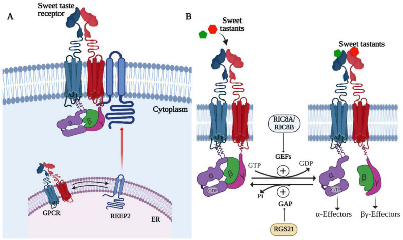 Accessory proteins regulating STR signaling. (A) REEP2 is a chaperone protein that noncovalently interacts with the STR and targets it to the plasma membrane. REEP2 may promote the localization of the STR to lipid rafts, which are thought to be specialized cholesterol and sphingolipid-rich microdomains in the plasma membrane where signaling complexes are assembled. (B) G-protein-interacting proteins regulate G-protein activity by modulating GTP binding or hydrolysis by the Gα subunit. Guanyl nucleotide exchange factors such as R1C8A and RIC8B may promote the exchange of GTP for GDP, thereby activating G-protein signaling, whereas GTPase-activating proteins such as RGS21 activate GTP hydrolysis to terminate G-protein signaling downstream of the STR. Part B adapted with permission from Siderowski and Willard [79].