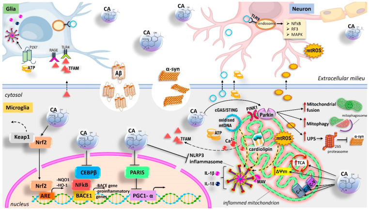 Current model of multi-target protective effects of carnosic acid (CA) at the interface of mitochondrial dysfunction, neuroinflammation, and neurodegeneration. Upon stressful conditions, including oxidative injury, accumulation of altered/misfolded proteins, and inflammatory stimuli, mitochondria are impaired with ensuing release of mitochondrial-derived DAMPs (mtDAMPs) such as ROS, Ca2+, oxidized mtDNA, cardiolipin, ATP, and transcription factor A mitochondria (TFAM). In surrounding neurons and glial cells, mtDAMPs bind to TLR9, purinergic P2X7 receptor, RAGE, and TLR, promoting further mitochondrial damage and triggering pro-inflammatory, pro-apoptotic cascades that contribute to exacerbation of proinflammatory microglial activation, with the consequent degeneration of dopaminergic neurons. CA provides neuroprotective effects, decreasing oxidative stress by upregulating antioxidant defence, reducing the expression of proinflammatory cytokines via inhibiting the NFκB pathway and/or NLRP3 inflammasome activation, and preserving mitochondrial function. Therefore, Keap1 degradation and Nrf2/HO-1/NQO1 signalling pathway activation, upregulation of the PINK1/parkin pathway, and modulation of the PARIS/PGC-1α axis contribute to counteracting oxidative stress and energy imbalance, as well as mitochondrial disruption by promoting mitophagy, mitobiogenesis, mitochondrial fusion, and UPS machinery. Additionally, CA decreases the CEBPβ–NFκB interaction and reduces Aβ aggregation/deposition by inactivating the amyloidogenic proteolytic pathway of amyloid precursor protein (APP).