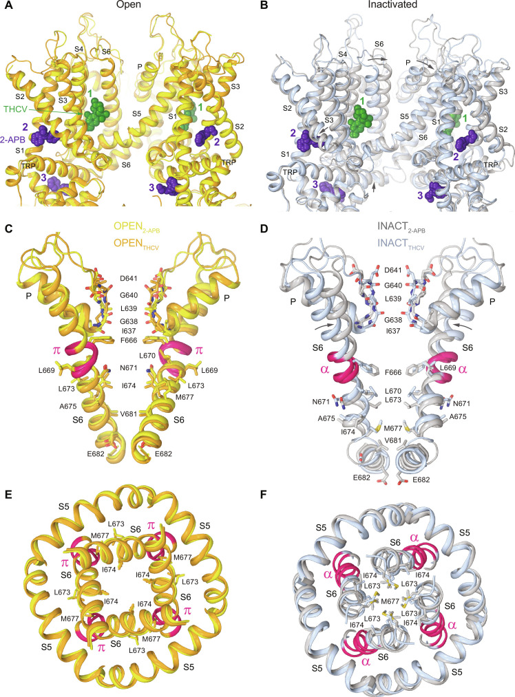 THCV and 2-APB bind to different sites but induce similar pore conformations.(A and B) Superpositions of the TMDs in OPEN2-APB (yellow) and OPENTHCV (orange) (A) as well as INACT2-APB (gray) and INACTTHCV (light blue) (B), viewed parallel to the membrane, with molecules of 2-APB (purple) and THCV (dark green) shown as space-filling models. Arrows show movement of domains in INACT2-APB relative to INACTTHCV. (C and D) Superpositions of the pore-forming domains in OPEN2-APB (yellow) and OPENTHCV (orange) (C) as well as INACT2-APB (gray) and INACTTHCV (light blue) (D), with residues contributing to pore lining shown as sticks. Only two of the four subunits are shown, with the front and back subunits omitted for clarity. The region that undergoes the α-to-π transition in S6 is highlighted in pink. (E and F) Superpositions of the intracellular pore entry in OPEN2-APB (yellow) and OPENTHCV (orange) (E) as well as INACT2-APB (gray) and INACTTHCV (light blue) (F), with residues contributing to the gate shown as sticks.
