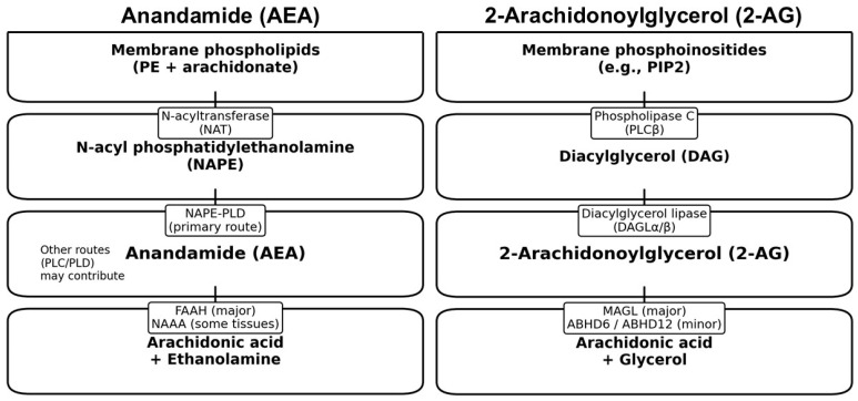 Core synthesis and degradation pathways for the two major endocannabinoids. Endocannabinoids are synthesized on demand from membrane lipids and rapidly inactivated by enzymatic hydrolysis. PE—phosphatidylethanolamine, PIP2—phosphatidylinositol 4,5-biphosphate, NAPE-PLD—N-acyl phosphatidylethanolamine phospholipase D, FAAH—fatty acid amide hydrolase, NAAA—N-acylethanolamine acid amidase, MAGL—monoacylglycerol lipase, ABHD6/12—α/β-hydrolase domain-containing 6/12.