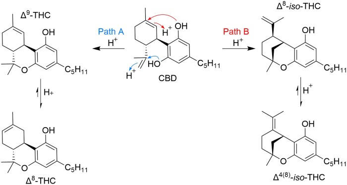 Acid catalyzed synthesis of Δ9-THC and Δ8-THC from CBD (Path A). Acid catalyzed synthesis of Δ8-iso-THC and Δ4(8)-iso-THC from CBD (Path B).