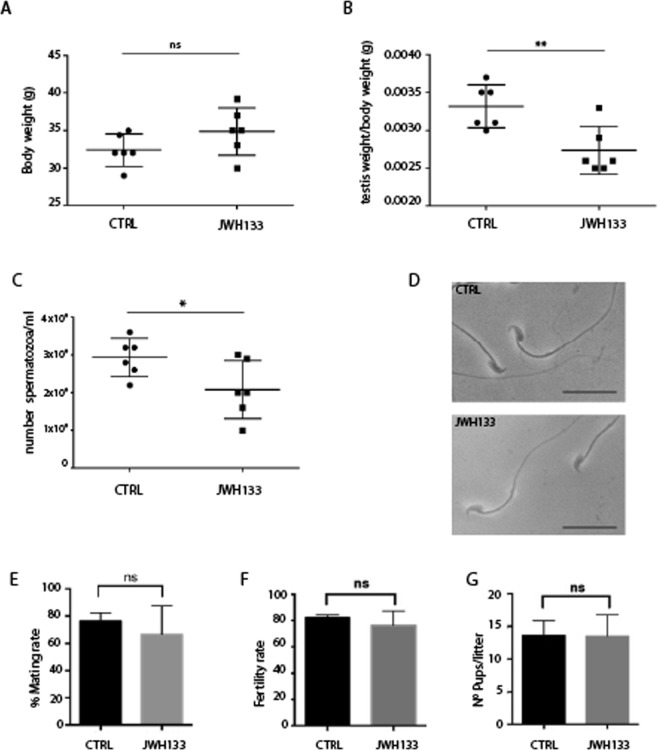 JWH-133 exposed males have a reduced sperm count. CD-1 male mice at P7 were chronically injected with JWH-133 (1.5 mg·kg−1) for 5 weeks as reported in Methods. Analysis was performed for (A) Body weight (34.87 ± 3.18 g in JWH-133 vs 32.40 ± 2.14 g in CTRL); (B) testis weight/body weight (2.73 ± 0.31 mg in JWH-133 vs 3.32 ± 0.29 mg in CTRL; (C) number of spermatozoa/ml; (D) sperm shape and motility (Scale bar: 25 µm). JWH-133 treated mice (n = 6) have a significantly decreased testis weight and sperm number compared with control untreated group (n = 6), while their shape and motility appear normal. Control (n = 6) and JWH-133 treated mice (n = 6) were crossed with sexually mature female mice never exposed to the drug (single male pared with single female, n = 3 total females) for one month and mating rate (E), fertility rate (F) and the number of pups/litter (G) were analyzed. *P < 0.05; **P < 0.01. Error bars represent SD.