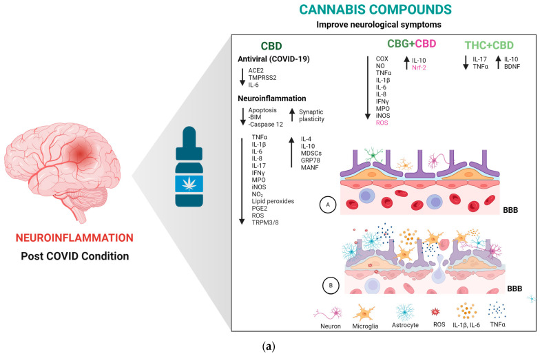 (a). Potential anti-inflammatory and antioxidant effects of cannabis compounds in COVID-19 and post-COVID condition (PCC). CBD (cannabidiol) alone, and in combination with CBG (cannabigerol) and THC (Delta-9-tetrahydrocannabinol), exhibits similar potential antiviral, anti-inflammatory, and antioxidant properties in the context of COVID-19. These effects could benefit patients with PCC. (A) Undamaged blood–brain barrier. (B) Neuroinflammation in PCC. (b) Interaction of Cannabinoids CBD, CBG, and THC with CNS cells and their impact on modulating inflammation and oxidative stress in the post-COVID condition. This figure demonstrates how cannabidiol (CBD), cannabigerol (CBG), and tetrahydrocannabinol (THC) engage with neurons, astrocytes, and microglia within the central nervous system (CNS) during the post-COVID condition to influence the production of pro-inflammatory cytokines and oxidative stress markers. By activating cannabinoid receptor types 1 (CB1) and 2 (CB2), CBD, CBG, and THC reduce the secretion of pro-inflammatory agents such as tumor necrosis factor-alpha (TNFα), interleukin-1 beta (IL-1β), interleukin-6 (IL-6), interleukin-8 (IL-8), interleukin-17 (IL-17), and interferon-gamma (IFNγ), as well as myeloperoxidase (MPO), inducible nitric oxide synthase (iNOS), nitrogen dioxide (NO2), prostaglandin E2 (PGE2), and reactive oxygen species (ROS), thus fostering a neuroprotective environment. The vertical black arrows indicate the dynamics of production for various elements: a downward orientation reflects a decrease in the production of the elements specified next to such an arrow, whereas an upward orientation indicates an increase. On the other hand, the green arrows highlight the specific effect of each phytocannabinoid upon interacting with its corresponding receptor.