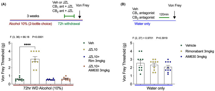 CB1 and CB2 receptor antagonists prevent the antihyperalgesic effects of JZL184. (A) Both Rimonabant and AM630 prevent the antihyperalgesic effects of JZL184. (B) Neither Rimonabant nor AM630 affect mechanical sensitivity thresholds in water drinking mice. F and p values shown in figures from one‐way ANOVA. ****p < 0.0001 via post hoc Holm–Sidak pairwise comparisons. Data presented as individual female mice and Mean ± SEM with number of subjects per group as follows: Graph A n = 10 per group, graph B n = 10 per group.