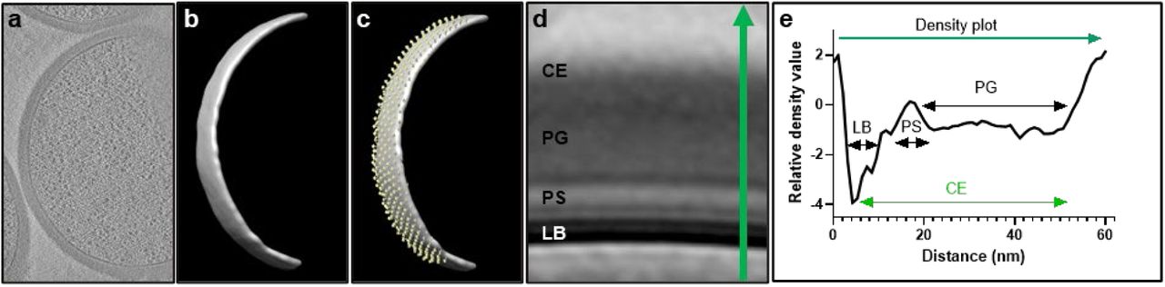 Subtomogram averaging and analysis workflow.a, Representative tomographic slice after reconstruction. b, 3D rendering of the segmented lipid bilayer. c, Subtomogram picks visualized on the segmentation (yellow); arrows indicate subtomogram positions and orientations. d, Averaged subtomogram map. Annotated layers include: CE, total cell envelope; PG, peptidoglycan (cell wall); PS, periplasmic space; LB, lipid bilayer. A green arrow is drawn across the cell envelope in the average map to collect relative density values. e, Plot of relative density values across the average map. Lower density values correspond to darker regions. Measurements were taken based on peak distances in the density profiles.