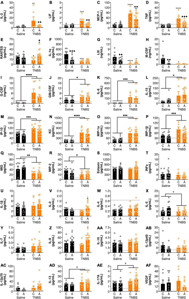 FAAH SNP altered colitis-induced changes in plasma cytokines and chemokines. Having an A allele mitigated colitis-induced increases in (A) IL-2, (B) LIF, (C) MCP-1, and (D) TNF and reductions in (E) RANTES. Both possessing an A allele or colitis reduced levels of (F) IL-1α, (G) LIX, and (H) M-CSF, but there was not an additive effect of both conditions. Colitis increased levels of (I) G-CSF, (J) GM-CSF, (K) IL-6, (L) IL-15, (M) IP-10, (N) KC, (O) MIP-1α and (P) MIP-1β and reduced levels of (Q) MIG and (R) MIP-2. There were no significant changes in (S) Eotaxin, (T) IFNγ, (U) IL-1β, (V) IL-3, (W) IL-4, (X) IL-5, (Y) IL-7, (Z) IL-9, (AA) IL-10, (AB) IL-12p40, (AC) IL-12p70, (AD) IL-13, (AE) IL-17A, and (AF) VEGF. n = 4–16/group. ★p < 0.1, p < 0.05, p < 0.01, p < 0.001, p < 0.0001, saline vs. TNBS of same genotype. ^p < 0.1, ◆p < 0.05, ◆◆p < 0.01, ◆◆◆p < 0.001, C vs. A of same condition (saline or TNBS). #p < 0.1, ∗p < 0.05, ∗∗p < 0.01, ∗∗∗p < 0.001, ∗∗∗∗p < 0.0001 main effect of colitis (lines) or genxotype (symbols above bars). Saline = left pair, black bars with circles. TNBS = right pair, orange bars with squares. In each pair, the left bar is the C allele group (CC genotype) and the right bar is the A allele group (AC/AA genotypes). Dotted lines indicate minimal detection threshold for the analyte and was included in graphs where values were below threshold or the threshold value was used.