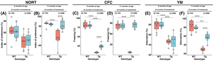 Effects of either 2‐ or 5‐month chronic intranasal URB597 delivery on memory deficits in Tg2576 mice. (A) Long‐term non‐associative recognition memory was assessed using the novel object recognition test (NORT) in 8‐month‐old wild‐type (WT) and Tg2576 (Tg) mice that received vehicle (Veh) or URB597 (URB) for 2 months or (B) for 5 months. (C) Long‐term contextual fear memory was evaluated by the contextual fear conditioning (CFC) in 8‐month‐old WT and Tg mice that received vehicle or URB597 for 2 months or (D) for 5 months. (E) Short‐term spatial working memory was assessed by performing the Y‐maze (YM) test in 8‐month‐old WT and Tg mice that received vehicle or URB597 for 2 months or (F) for 5 months. The central line in each boxplot corresponds to the median (quartile 2, Q2), the plus symbol denotes the mean, and the box edges represent the 25th (Q1) and 75th (Q3) percentiles. Whiskers extend to the most extreme data points within 1.5 times the interquartile range from the box. Data were analyzed by two‐way ANOVA followed by Sidak's multiple comparisons test (for each cognitive test: n = 7 WT/Veh mice, n = 8 WT/URB mice, n = 7 Tg/Veh mice, n = 10 Tg/URB mice). Asterisks represent statistical differences between specified groups (***P < 0.001, ****P < 0.0001).