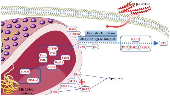 Proteins encoded by DEGs modulated in Aβ1-42 and Δ8-THC treated cells in ER pathway. The name of the shown proteins was obtained by KEGG. The figure was drawn using the vector image bank of Servier Medical Art by Servier (http://smart.servier.com/, accessed on 10 February 2023). Licensed under a Creative Commons Attribution 3.0 Unported License (https://creativecommons.org/licenses/by/3.0/, accessed on 10 February 2023).