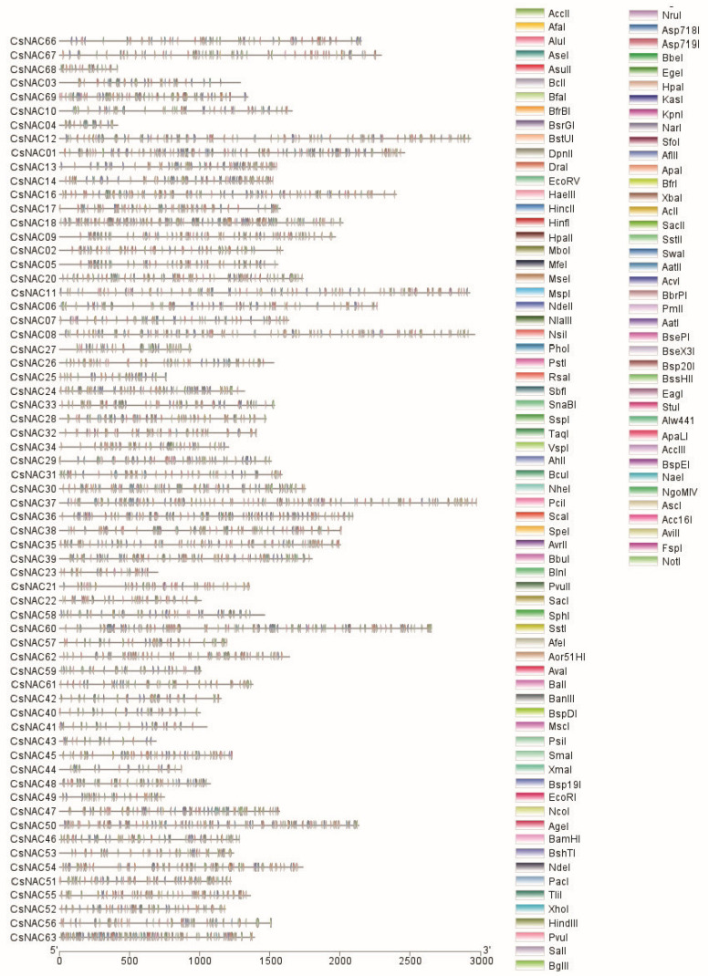 Restriction enzyme analysis patterns of CsNAC genes.