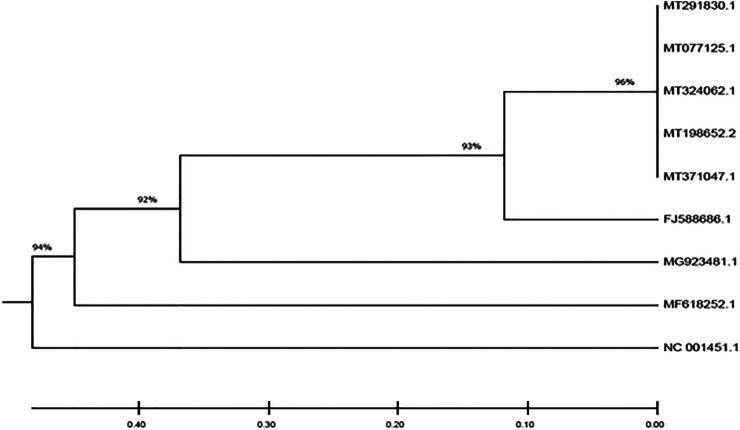 Phylogenetic tree depicting the evolutionary relationships between the studied viral genomes.