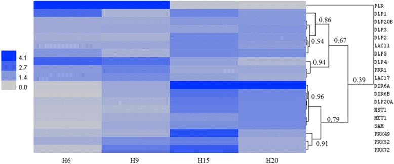 Heatmap hierarchical clustering showing the expression of genes assessed by RT-qPCR. Values represent Calibrated Normalized Relative Quantities (CNRQ) calculated with qbase+. DLP dirigent-like protein, LAC laccase, PRR1 pinoresinol reductase 1, DIR dirigent protein, NST1 NAC secondary cell wall thickening 1, MET1 methionine synthase 1, SAM S-adenosylmethionine synthase, PRX peroxidase, PLR pinoresinol-lariciresinol reductase. The colour bar indicates the expression values represented as an increasing intensity gradient. The numbers refer to the Pearson correlation coefficients between the lengths of two branches. The CNRQ data are given in Additional file 2