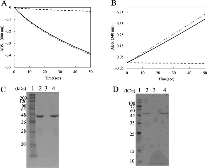 Enzyme activities of AZR-CBD (A) and CBD-GDH (B) after immobilization on the swollen cellulose, and SDS-PAGE analysis of immobilized AZR-CBD (C) and CBD-GDH (D). (A, B) The mixture contained 0.5 % swollen cellulose, appropriate amounts of the enzyme, and 25 mM buffer. Tris-HCl buffer (pH 8.0) was used to determine the activity of AZR-CBD (0.53 mg/mL), and potassium phosphate buffer (pH 6.5) was used to determine that of CBD-GDH (0.25 mg/mL). After 10 min of incubation on ice with occasional stirring, the mixture (400 μL) was centrifuged, and the precipitates were resuspended in the same volume of buffer. The enzyme activities of the filtrates and resuspended precipitates were detected by spectrophotometry. In the case of the control mixture, distilled water was substituted for swollen cellulose. The experiment was performed twice, and same results were obtained. Therefore, typical curves are shown in the figure. Symbols: solid line, resuspended precipitate; broken line, supernatant; dotted line, control. (C, D) Each sample (10 μL) was analyzed by SDS-PAGE using 15 % polyacrylamide gels. lane 1, markers; lane 2, resuspended precipitate; lane 3, supernatant; lane 4, control.