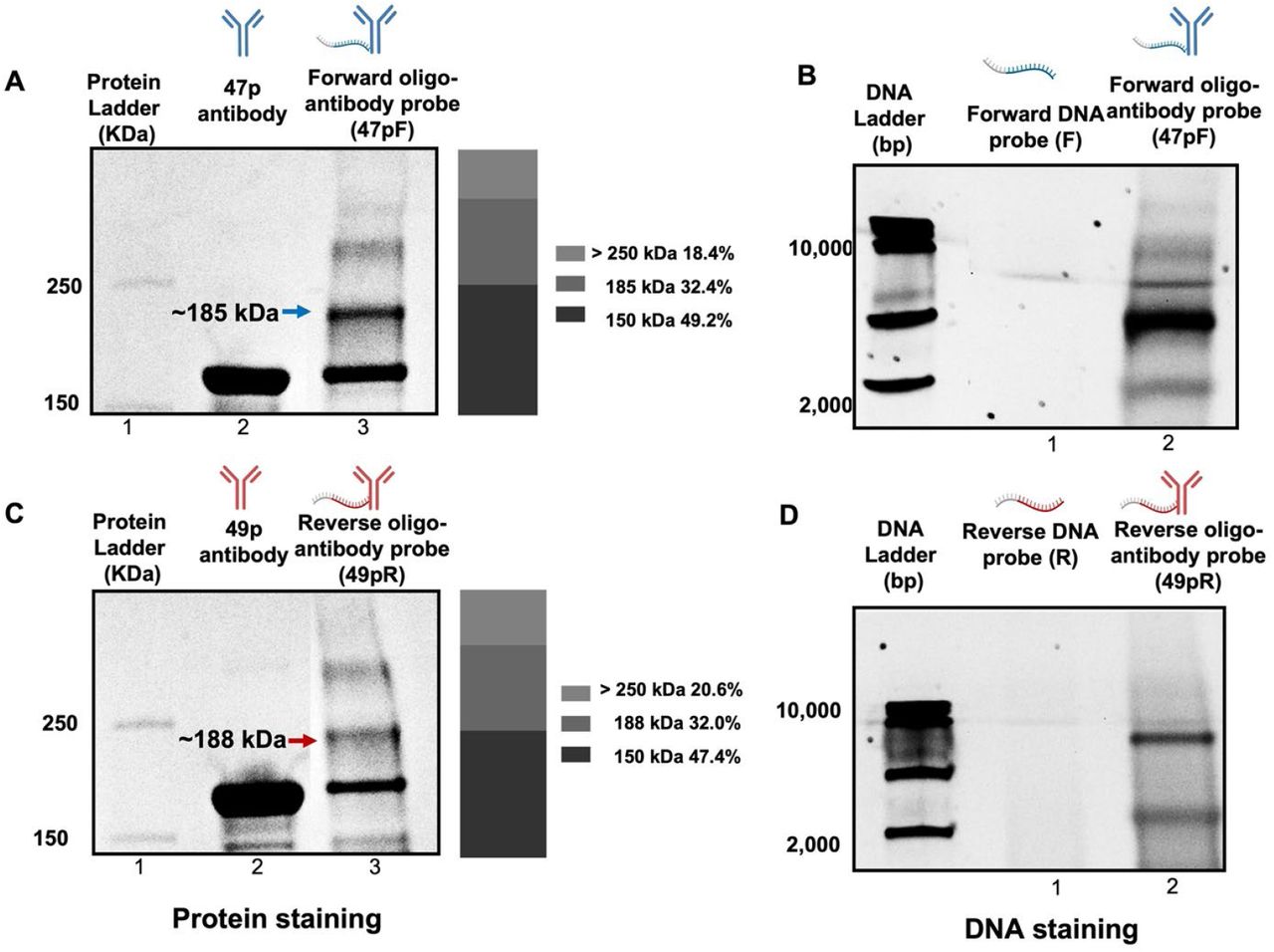 The SDS-PAGE gel analysis of oligo-antibody probes.(A) The protein staining of azide-modified 47p antibody and forward 47pF conjugates. (B) DNA staining of DBCO-modified forward DNA probe F and forward 47pF conjugates. (C) The protein staining of azide-modified 49p antibody and reverse 49pR conjugates. (D) DNA staining of DBCO-modified reverse DNA probe R and reverse 49pR conjugates. The bar charts next to protein staining gels represent the percentage yield of each band in lane 3.