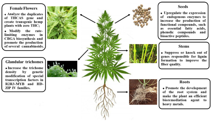 Gene editing can help to fulfil the potential usefulness of Cannabis in multiple fields, including bioenergy, textiles, food, and ecological restoration [115].