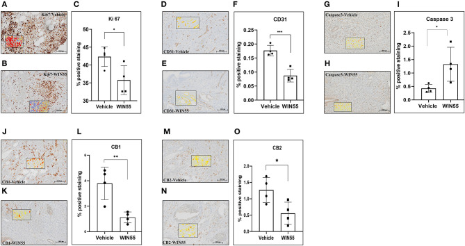 Chronic exposure of WIN 55 in endometriosis (EM) induced mice attenuates lesion growth and vascularization. Immunocompetent C57Bl/6N mice were induced with EM and treated with 14 doses of WIN 55 (1mg/kg i.p) before euthanasia on day 28. Lesions recovered from vehicle, and WIN 55 treated mice were analyzed for hallmarks of EM, such as proliferation and angiogenesis. Representative IHC images of Ki-67 (A,B) (marker of proliferation), CD31 (D,E) (marker of vasculature), Caspase-3 (G,H) (marker of apoptosis), CB1 (J,K), and CB2 (M,N). Lesions from mice that were subjected to chronic exposure of WIN 55 showed a significant reduction in tissue proliferation (C) and angiogenesis (F), while caspase activity was significantly increased (I), which indicates heightened apoptosis. Cannabinoid receptors CB1 (L) and CB2 (O) also showed reduced expression in these lesions compared with the group treated with vehicle. The black box within the IHC images represents the analysis used in this study, where yellow, orange, and red denotes weak, mild, and strong staining, respectively. Scale bar 100 μm. Non-parametric unpaired student's t-test. *P < 0.05 **P < 0.01 ***P < 0.001.