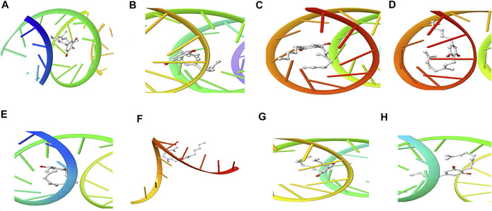 3D Interaction of Cannabigerol with Initiation and Termination Sequence of the Viral Proteins. A = Nucleocapsid Phosphoprotein Translation Initiation Site; B = Envelope Protein Translation Initiation Site; C = Envelope Protein Translation Termination Site; D = Nucleocapsid Phosphoprotein Translation Termination Site; E = ORF1ab Translation Initiation Site; F = ORF1ab Translation Termination Site; G = Surface Glycoprotein Translation Termination Site; H = Surface Glycoprotein Translation Initiation Site.