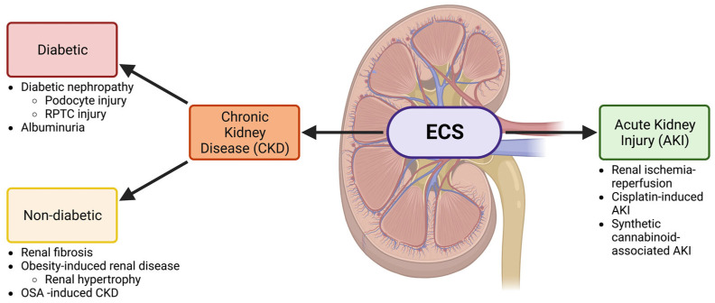 The ECS is involved in both CKD and AKI. A schematic showing the involvement of the ECS in the kidney and the relationship between the nephropathies that will be discussed in this review. Both acute kidney injury (AKI) and chronic kidney disease (CKD) will be investigated. CKD is further divided into diabetic and non-diabetic chronic kidney disease and is associated with several conditions discussed throughout this review. Other abbreviations: renal proximal tubular cell (RPTC) and obstructive sleep apnea (OSA). Created with BioRender.com.