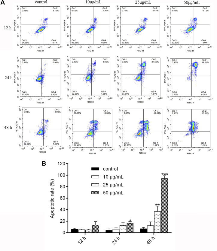 NITyr promoted A549 cell apoptosis. (A) Flow cytometry was performed to examine cell apoptosis at 12, 24, and 48 h after A549 cells were processed by NITyr (0, 10, 25, and 50 μg/mL). (B) Statistical analysis of flow cytometry. The above experiment was conducted at least three times. **p < 0.01 and ***p < 0.001 compared to the control group.