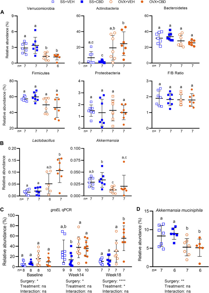 CBD altered the gut microbiota and increased relative abundance of Lactobacillus sp. Relative abundance of amplicon sequence variants (ASVs) identified in fecal gut microbiota samples collected after 18 weeks of VEH or CBD treatment (n = 7 mice/group) classified at the (A) phyla and (B) genera level using a Naïve-Bayes trained taxonomic classifier from the Silva database. ROUT test was performed to detect outliers. Different letters (a–c) indicate significant difference as determined by the non-parametric Kruskal–Wallis test for non-normally distributed data followed by Benjamini–Hochberg post-hoc test with FDR-adjustment, q < 0.05. (C) qPCR using primers specific to variable region of groEL gene to confirm relative abundance of Lactobacillus spp. in fecal samples collected at baseline (n = 8–10 mice/group), week 14 (n = 9–10 mice/group), and week 18 (n = 7 mice/group) after VEH or CBD treatment. (D) qPCR to assess relative abundance of Akkermansia muciniphila at week 18 (n = 7 mice/group) using A. muciniphila specific primers. Data in C and D were normally distributed. ROUT test was performed to detect outliers. Different letters (a,b) indicate significant difference determined by two-way ANOVA followed by Benjamini–Hochberg post-hoc test with FDR-adjustment, q < 0.05.