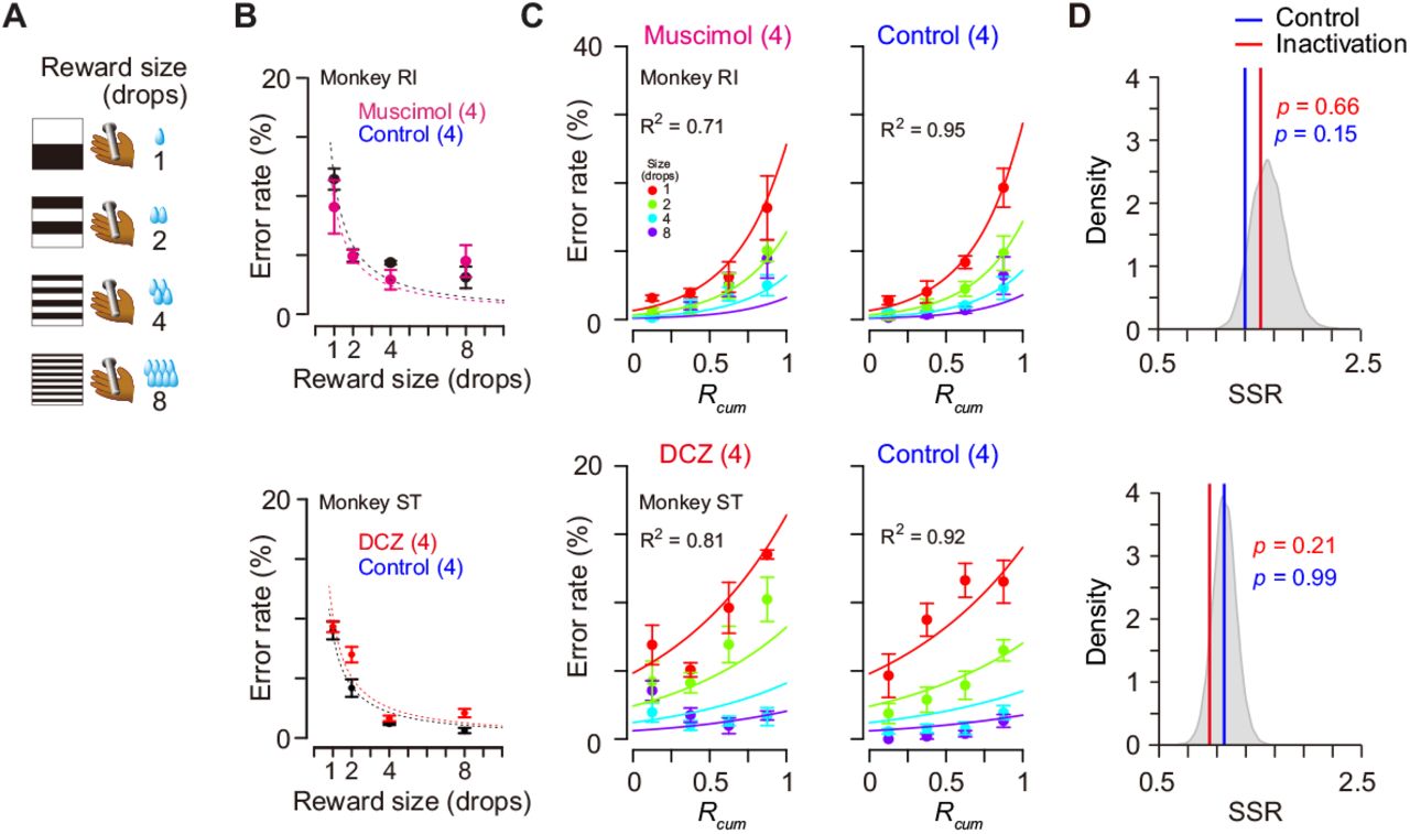 Reward-size task and behavioral performance.(A) Cue stimuli used in reward-size task uniquely associated with forthcoming reward size (1, 2, 4, or 8 drops). (B) top: Error rates (mean ± sem) as function of reward size in muscimol treatment (magenta) and non-treatment control session (black) for monkey RI, respectively. bottom: Error rates (mean ± sem) as function of reward size after DCZ treatment (red) and after vehicle treatment (black) for monkey ST, respectively. Dotted curves represent best-fit of inverse function. (C) Error rates (mean ± sem) as function of normalized cumulative reward (Rcum) for monkeys RI (top) and ST (bottom), respectively. Each reward size condition was shown in a different color. Number in parentheses indicates numbers of sessions tested.(D) Distribution of sum of squared residuals (SSR) of best-fit function (Equation 6) to averaged resample data obtained by bootstrap method (n=20,000). Blue and red lines indicate SSR of best-fit of Equation 6 to the mean error rates in control and inactivation sessions, respectively.