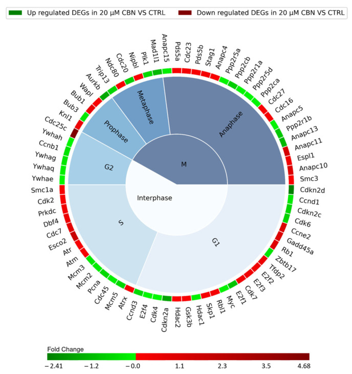 Nested pie chart represents the DEGs in cell cycle KEGG pathway (mmu04110), resulting from the comparison of 20 µM CBN-treated cells vs. CTRL. The chart is divided into the different phases of the cell cycle, and the DEGs were associated with a specific phase using Uniprot. The red boxes indicate the upregulated genes, and the green ones the downregulated genes. A color map of the fold changes for each DEG indicates the magnitude of differential expression for each gene (schematically reported in Table S2).