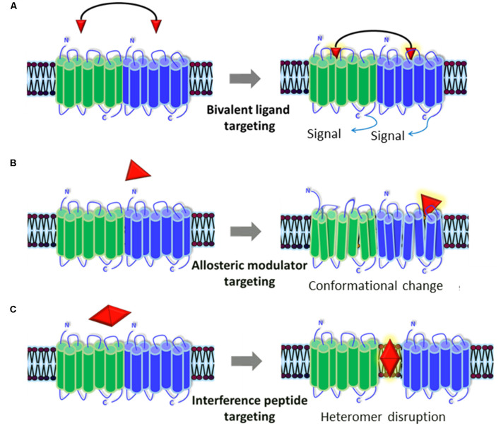 Representation of the pharmacological tools to modulate GPCR heteromers. Currently available pharmacological tools to modulate the generation and/or signaling of receptor heteromers could represent new therapeutic strategies for ASD. (A) Bivalent ligands are composed of two functional pharmacophores, linked by a spacer, that interact with each of the protomers of the heteromers and activate/block its cellular signaling cascade(s). (B) Allosteric modulators bind to distinct binding sites from the endogenous ligands in one of the protomers and can alter its structure (producing a conformational change), dynamics, and function, which will in turn alter the whole heteromer’s functionality. (C) Interference peptides are synthetic peptides harboring the same amino acid sequence as the interacting transmembrane (TM) domains between the two receptors that compose the heteromer: they get inserted into TM domains and disrupt the receptor heteromer by preventing binding between the two receptor protomers.