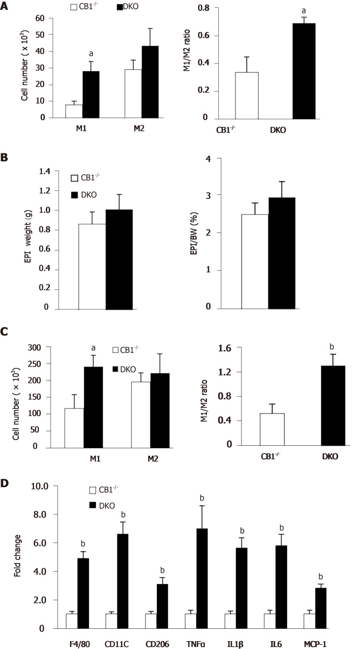 Double-knockout mice have increased peritoneal and adipose tissue inflammation compared to cannabinoid type 1 receptor-null mice. Cannabinoid type 1 receptor-null (CB1-/-) and double-knockout (DKO) male mice at 7 mo of age. A: Flow cytometry analysis of M1 and M2 macrophages of peritoneal macrophages; B: Epididymal weight and percentage of epididymal depot; C: Flow cytometry analysis of M1 and M2 in stromal vascular fraction of epididymal fat; D: Pro-inflammatory cytokines expression of epididymal fat. n = 6-7. aP < 0.05, bP < 0.001, CB1-/- vs DKO mice.