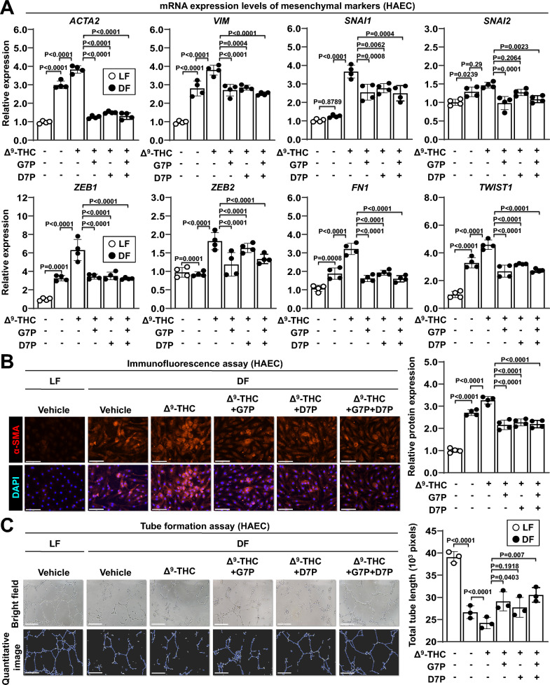 Effects of isoflavone monophosphates on endothelial-mesenchymal transition (EndMT) in endothelial cells. HAECs were treated with 5 μM Δ9-THC, 2 μM G7P, 2 μM D7P, or a combination of G7P and D7P for 24 h under laminar flow (LF) or disturbed flow (DF) conditions. A mRNA expression levels were quantified by qPCR and normalized to GAPDH expression. The mRNA expression levels of mesenchymal markers in HAECs are shown. B Immunofluorescence staining for α-SMA (Cy3, red fluorescence) and nuclei (DAPI, blue fluorescence). Merged images are shown (left panel). Scale bar: 150 μm. The quantification of α-SMA fluorescence intensity in HAECs was performed using ImageJ software (right panel). C Tube formation assays were performed on disturbed flow-treated HAECs. Representative images of endothelial tube formation (upper left panel) and quantification images (lower left panel) are shown. Scale bar: 150 μm. The results of the quantitative tube formation assay are presented (right panel)