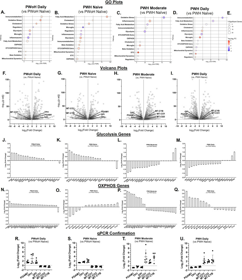 Cannabis use by PWH was associated with lower glycolysis and higher oxidative phosphorylation gene expression in MDMs. A–E Gene Ontology (GO) enrichment analysis of metabolic pathways. F–I Volcano plot visualization of upregulated and downregulated gene expression including glycolysis and oxidative phosphorylation (OXPHOS) gene expression. J–Q RNA sequencing determination of glycolytic and OXPHOS gene expression. R–U Confirmation of randomly selected three glycolysis and three OXPHOS genes via qPCR (Log2 Fold Change). (R-U) qPCR: Inter-assay CV = 4.1%; RNA sequencing LLOQ: 1 pg; qPCR LLOQ: 10 copies of target DNA; GO:Gene Ontology. (A – Q) n = 1 donor per group with 3 biological replicates (PWoH and PWH: Naïve/Low, Moderate, Daily); (R – U) n = 3 donors with 2 biological replicates per group