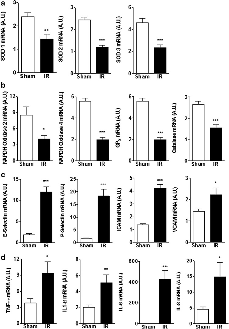 Renal mRNA expression of proteins involved in the oxidative stress pathway (a, b) and inflammation (c, d) in animals with IRI compared to sham-operated controls. Expression of antioxidant enzymes decreased, while expression of proinflammatory cytokines, adhesion molecules, and pro-oxidative stress enzymes increased in animals with IRI. Data are expressed as mean ± SEM, n=6–10 animals in each group *p<0.05, **p<0.01, ***p<0.005.