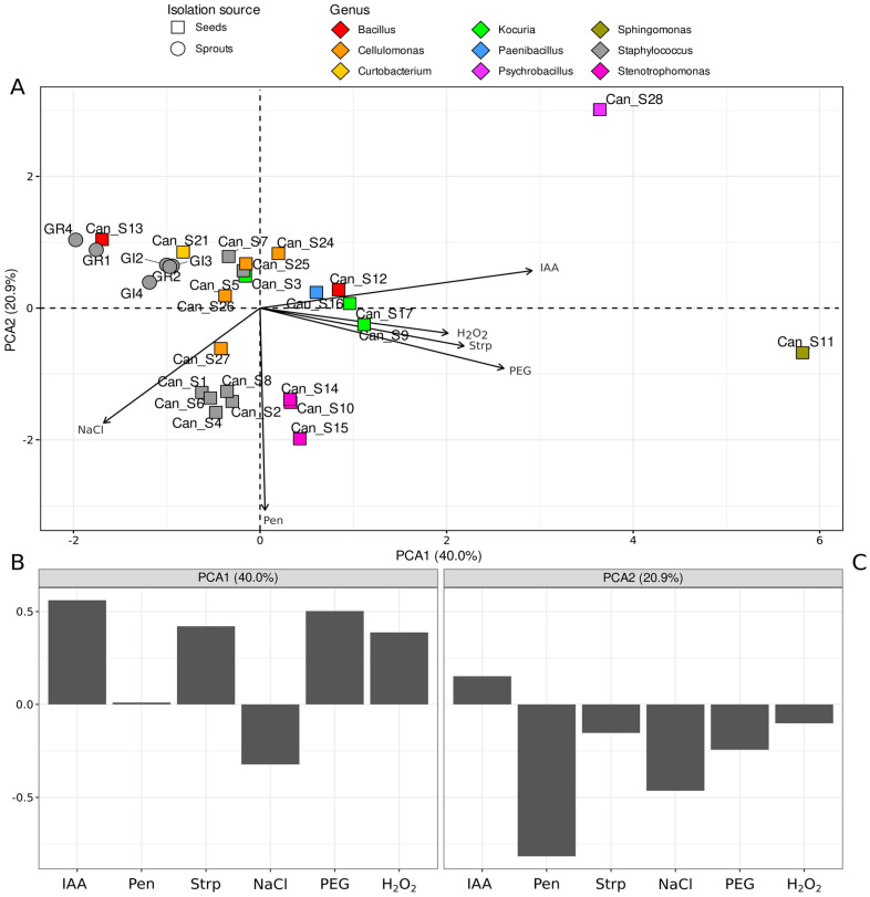 Principal component analysis representing the phenotypic characterization of bacterial strains. In this analysis, only variables from bacterial stress resistance and IAA production assays were considered. (A) Biplot of the ordination; the first (PC1) and second (PC2) principal components of the ordination analysis are reported. Each point represents an isolate, colored on the basis of its genus; circles represent isolates from sprouts, while squares represent isolates from seeds. Vectors point in the direction of highest variation of the variables and represent the contribution of each variable to a specific principal component (the greater the overlap with an axis, the greater the importance). (B,C) Importance of the different variables (e.g., variable loadings) on the first (B) and second (C) principal components.